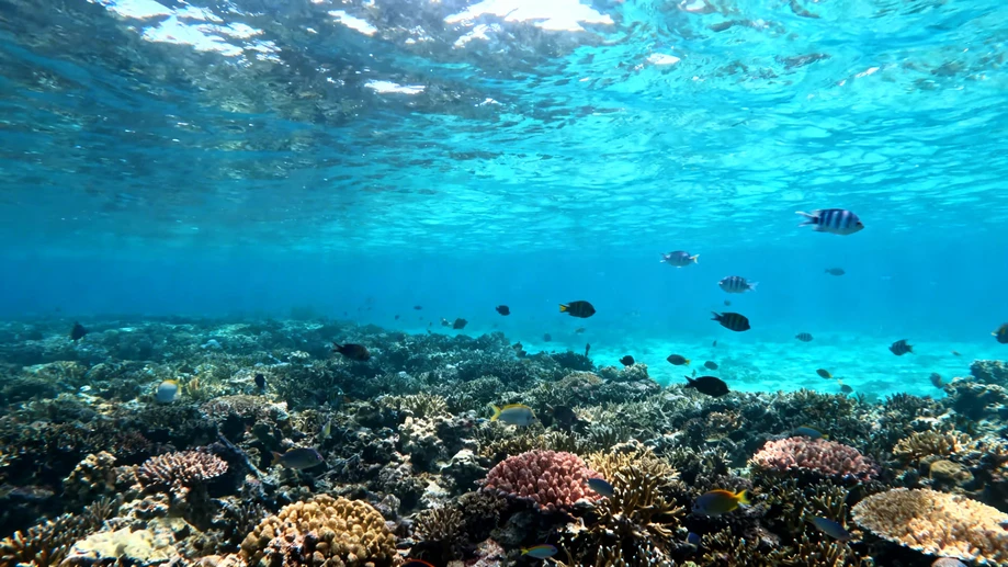 Discover the Untamed Beauty of the Great Barrier Reef on Your Next Adventure