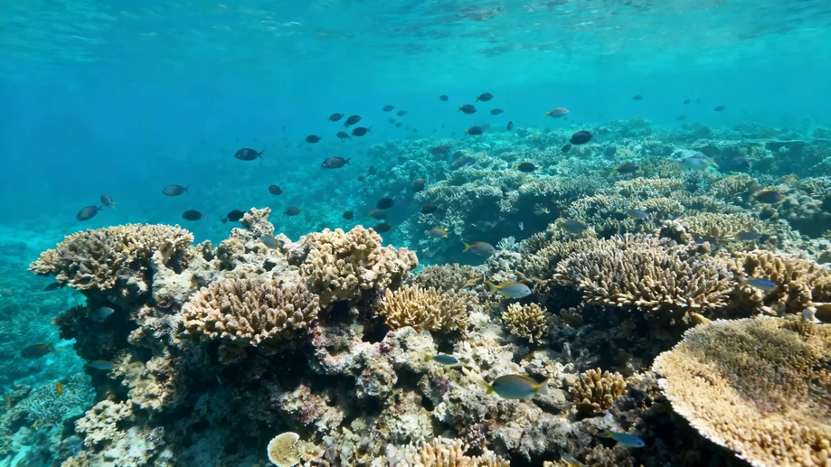 Swimming Through a Living Rainbow at Australia's Great Barrier Reef