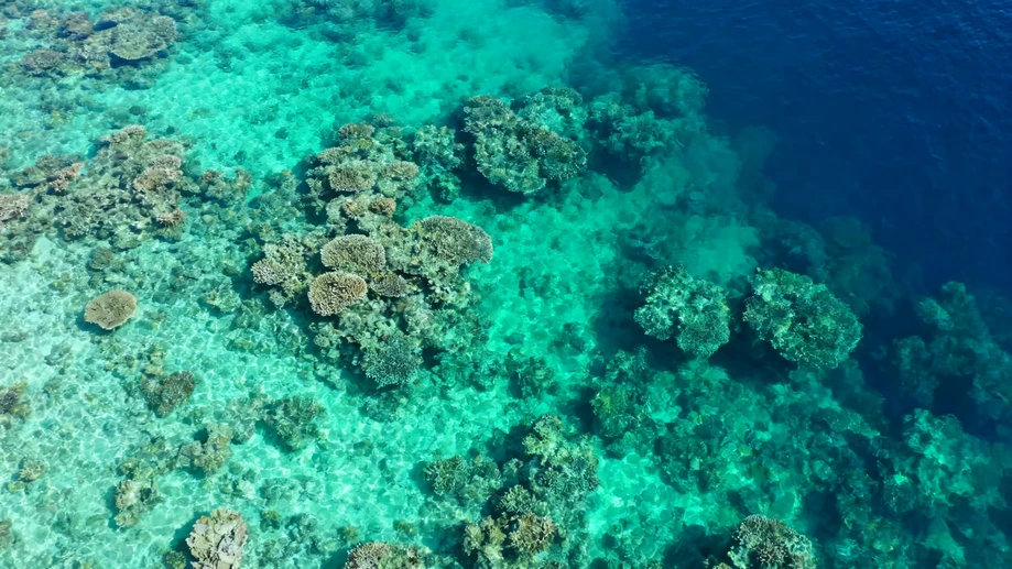 Can You Imagine Swimming Above a Living Wonder Visible from Space?